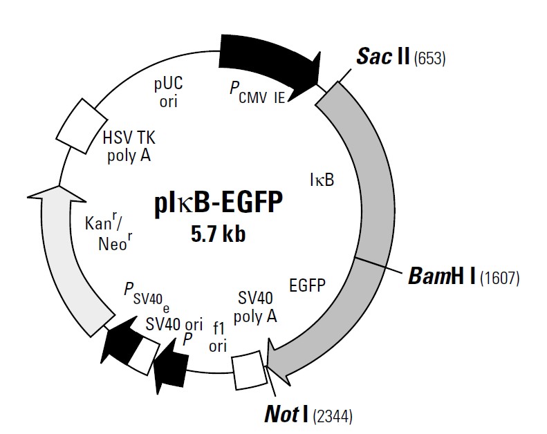 pIκB-EGFP载体图谱