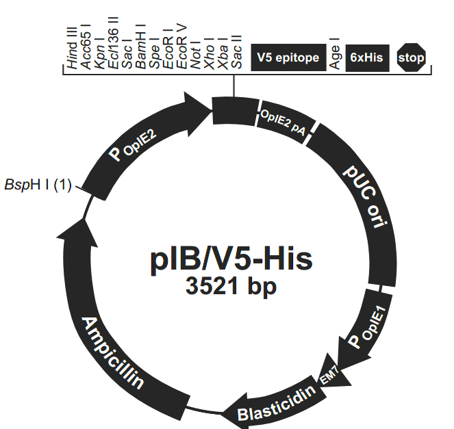 pIB-V5-His载体图谱