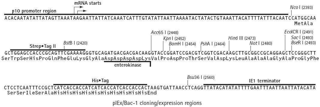 pIEX-Bac1多克隆位点