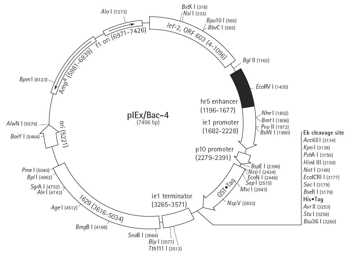 pIEx-Bac-4载体图谱