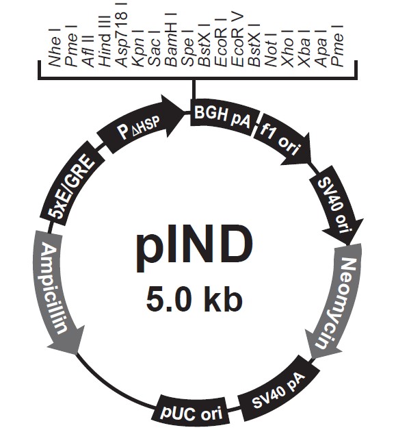 pIND载体图谱