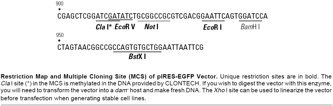 pIRES-EGFP多克隆位点