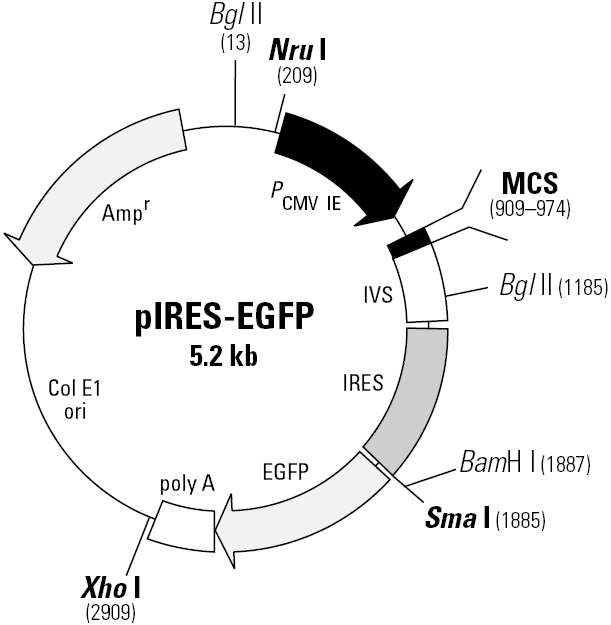 pIRES-EGFP载体图谱