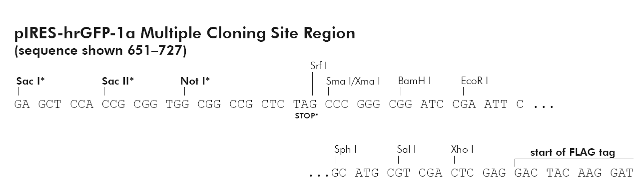 pIRES-hrGFP-1a多克隆位点