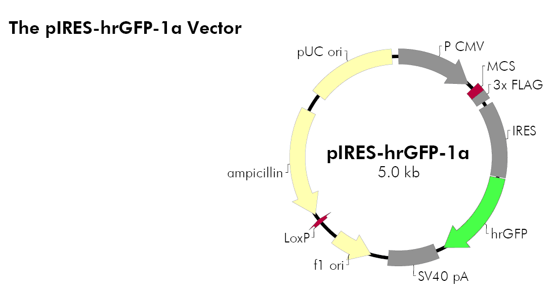 pIRES-hrGFP-1a载体图谱