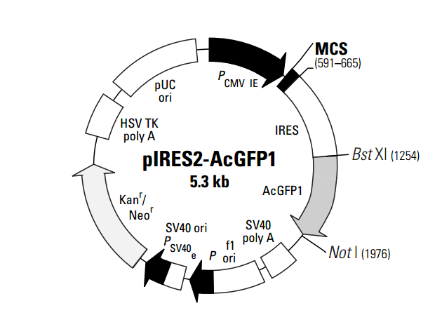pIRES2-AcGFP1载体图谱