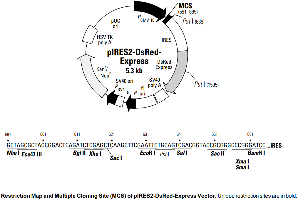 pIRES2-DsRed-Express载体图谱