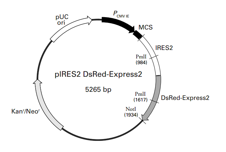 pIRES2-DsRed-Express2载体图谱