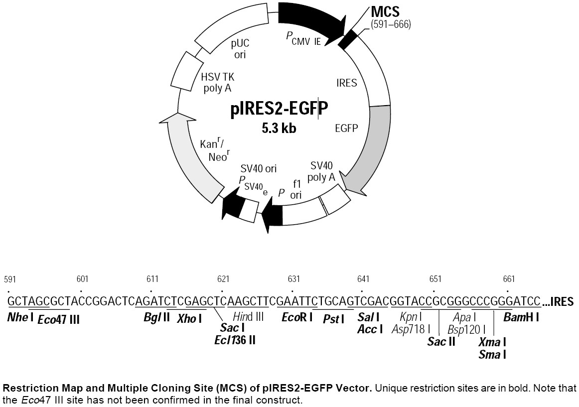 pIRES2-EGFP载体图谱和多克隆位点