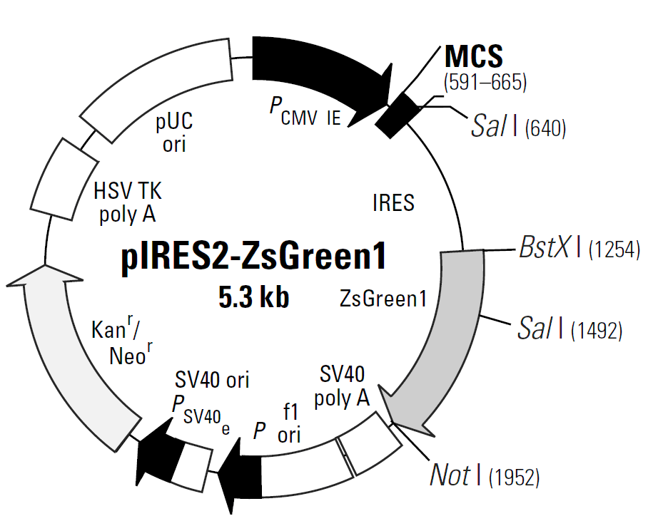 pIRES2-ZsGreen1载体图谱