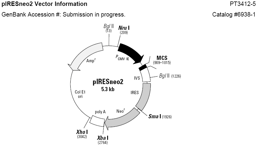 pIRESneo2载体图谱