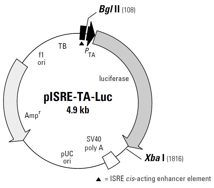 pISRE-TA-Luc载体图谱