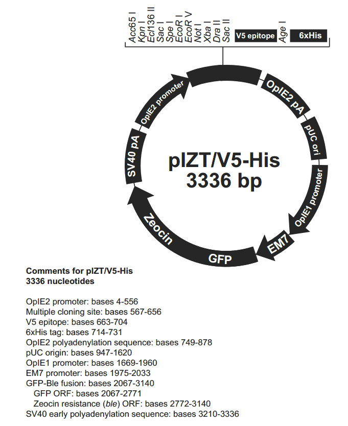 pIZT-V5-His载体图谱