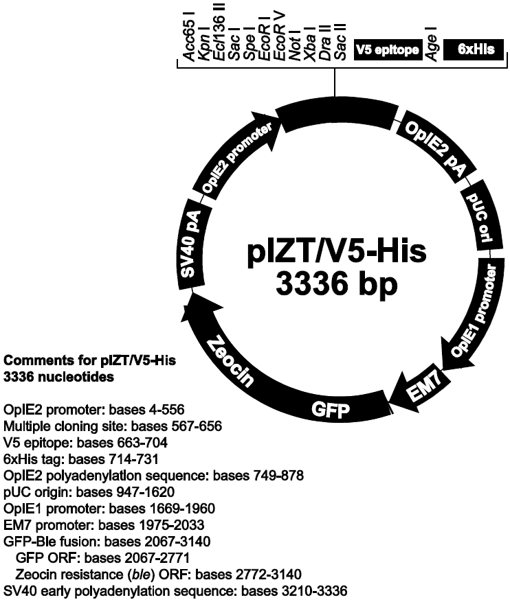 pIZT/V5-His载体图谱
