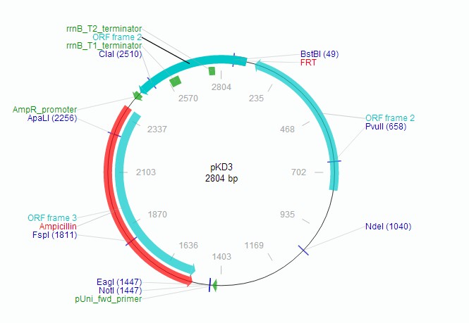 pKD3载体图谱
