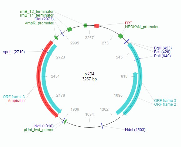 pKD4载体图谱