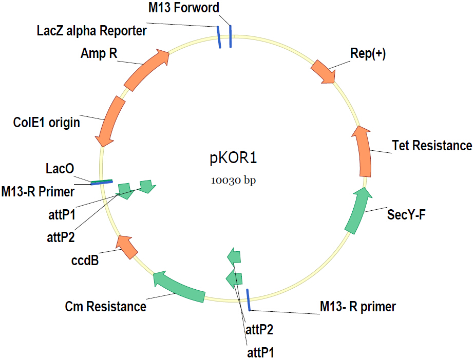 pKOR1载体图谱