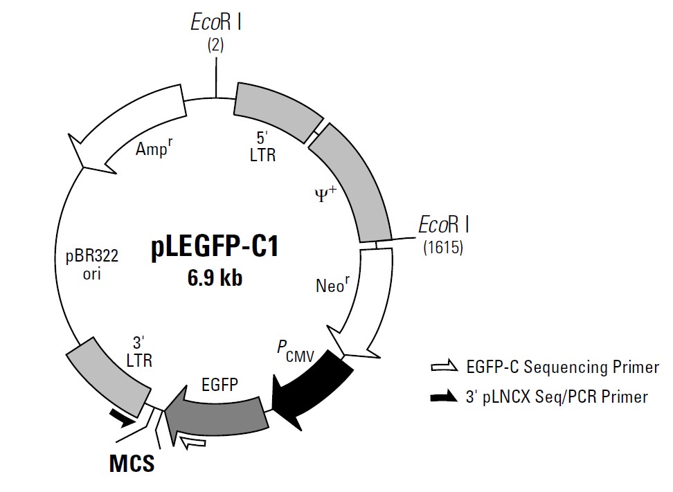pLEGFP-C1载体图谱