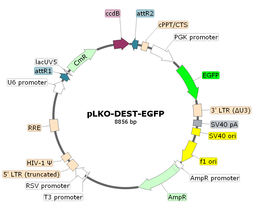 pLKO-DEST-EGFP載體圖譜