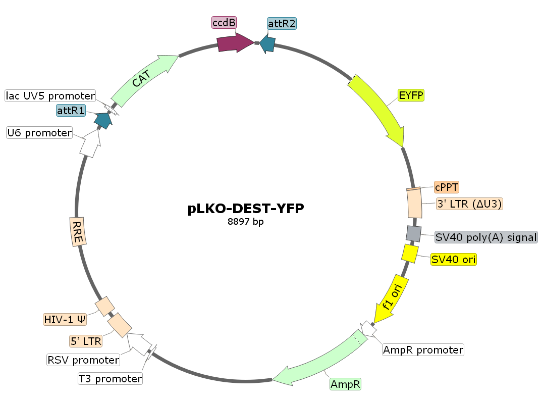pLKO-DEST-YFP載體圖譜