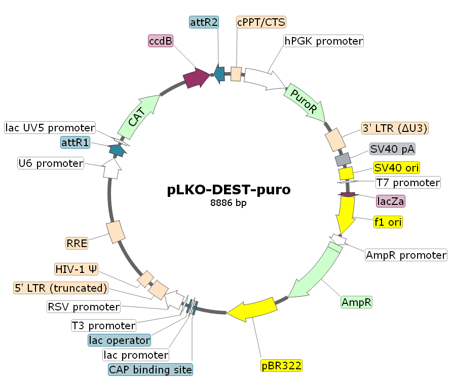 pLKO-DEST-puro載體圖譜