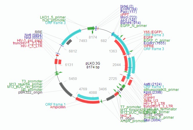 pLKO.3G载体图谱2