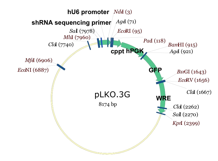 pLKO.3G載體圖譜