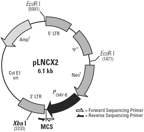 pLNCX2载体图谱