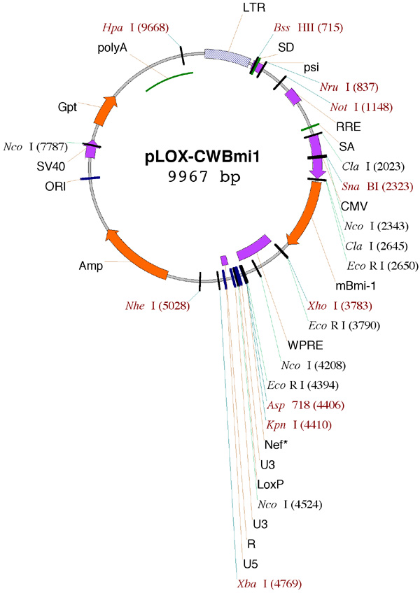 pLOX-CWBmi1载体图谱