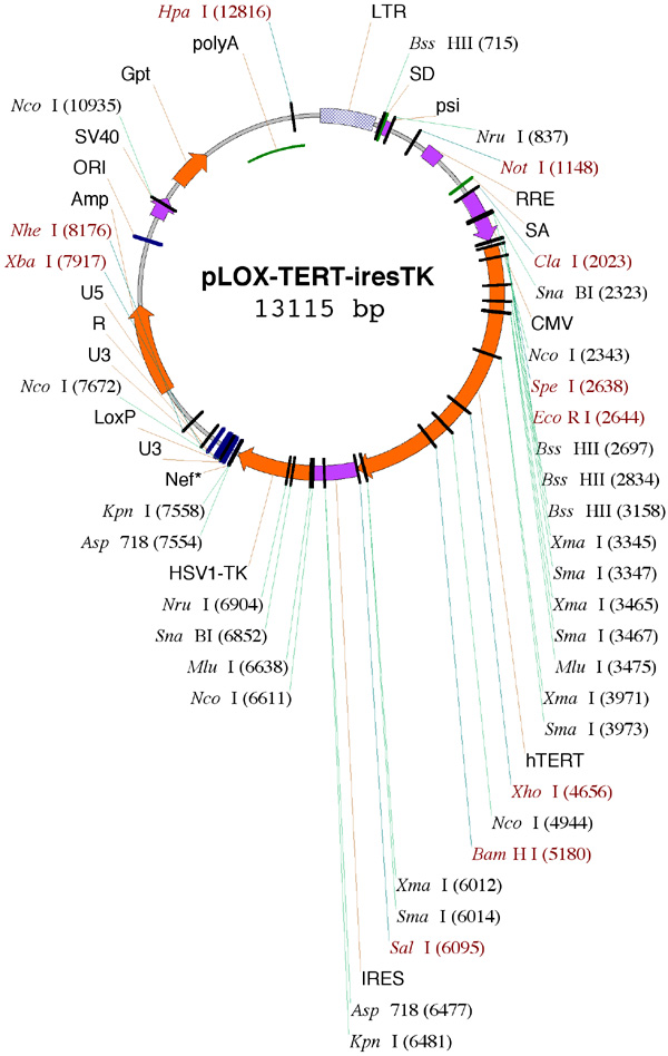 pLOX-TERT-iresTK載體圖譜