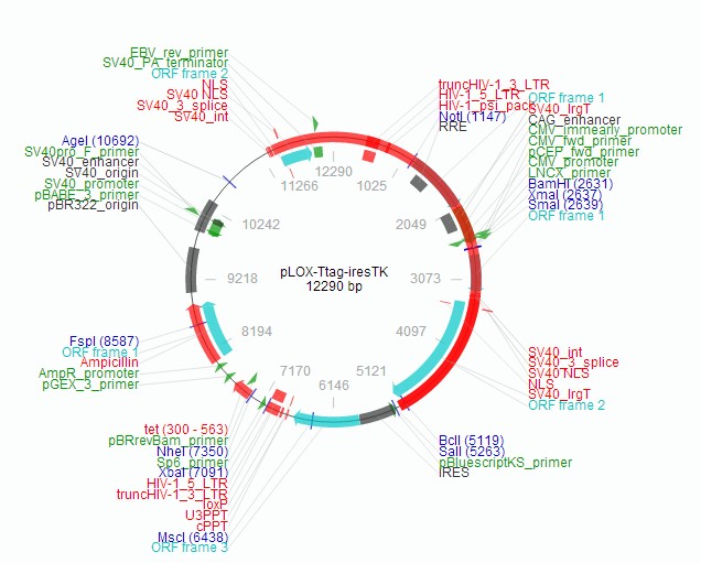 pLOX-Ttag-iresTK载体图谱