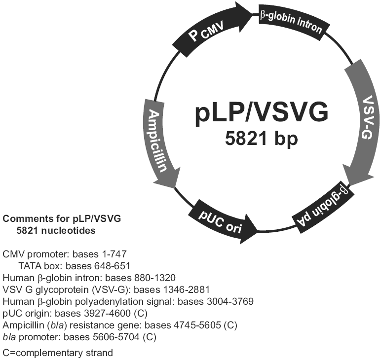 pLP/VSVG载体图谱