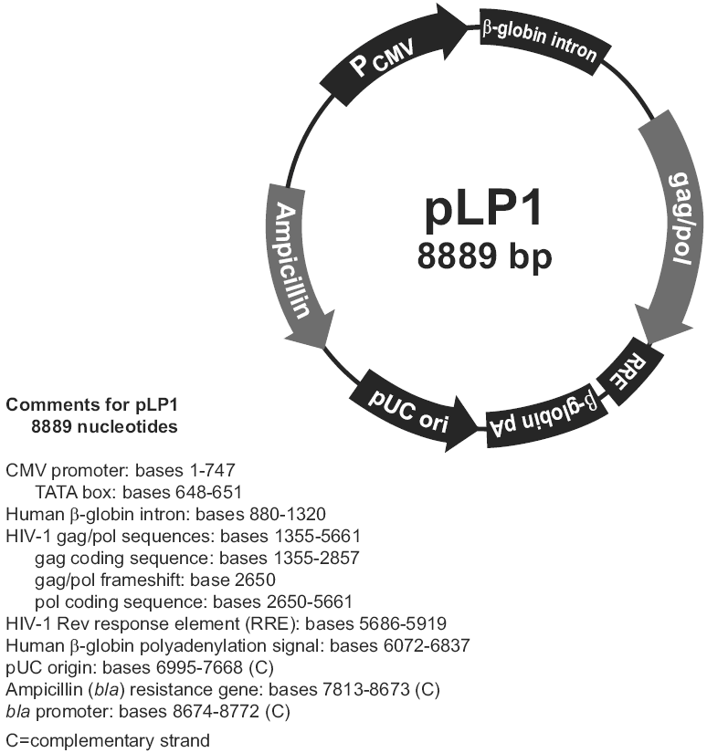 pLP1載體圖譜
