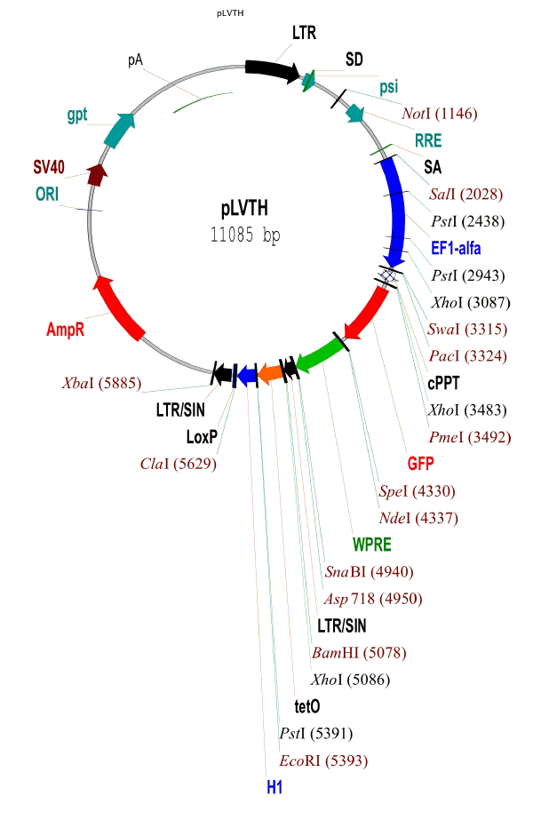 pLVTH载体图谱