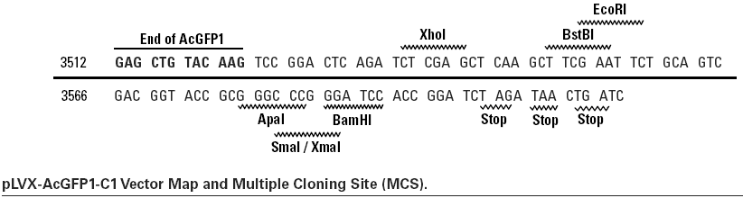 pLVX-AcGFP1-C1多克隆位點