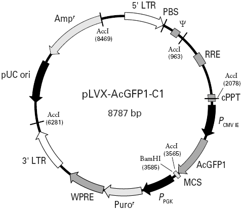pLVX-AcGFP1-C1载体图谱