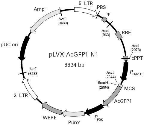pLVX-AcGFP1-N1载体图谱