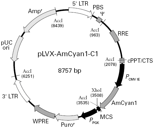 pLVX-AmCyan1-C1载体图谱