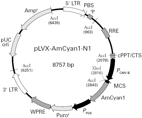 pLVX-AmCyan1-N1载体图谱