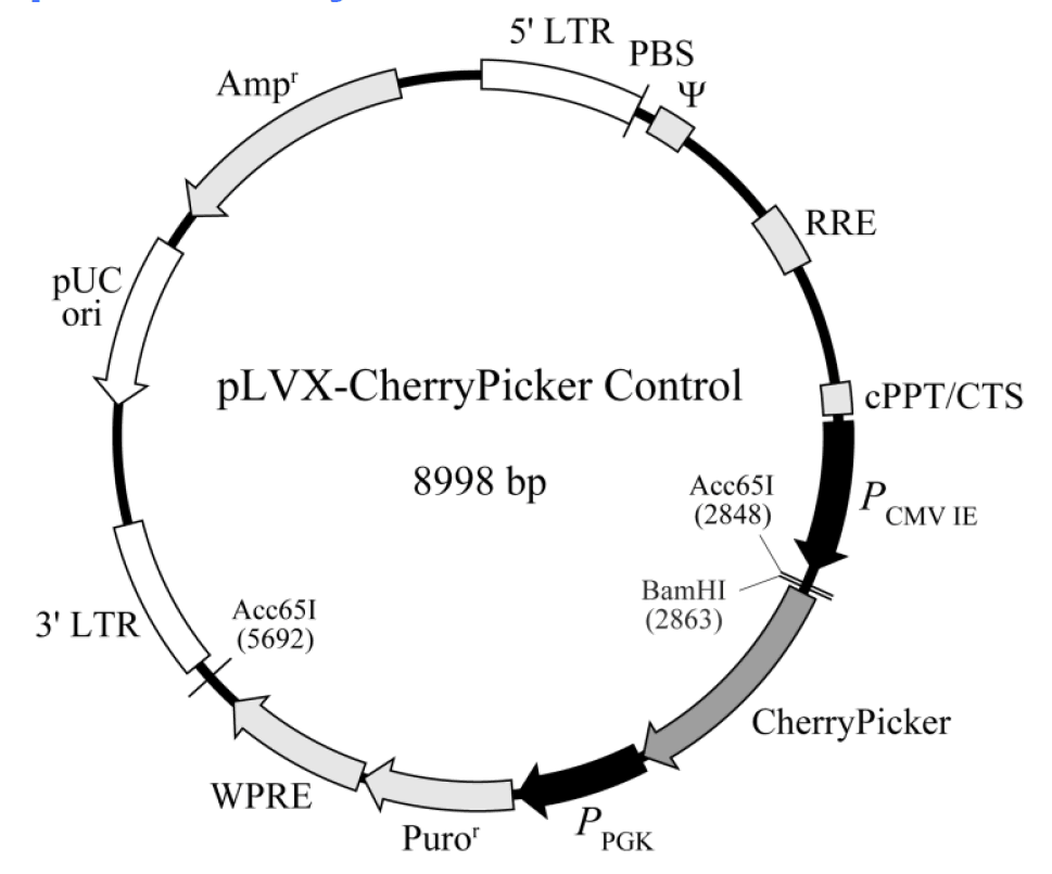 pLVX-CherryPicker Control载体图谱
