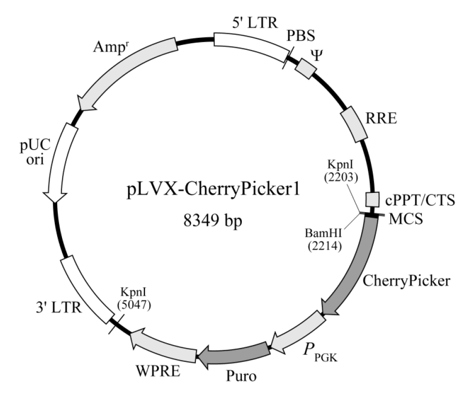 pLVX-CherryPicker1載體圖譜