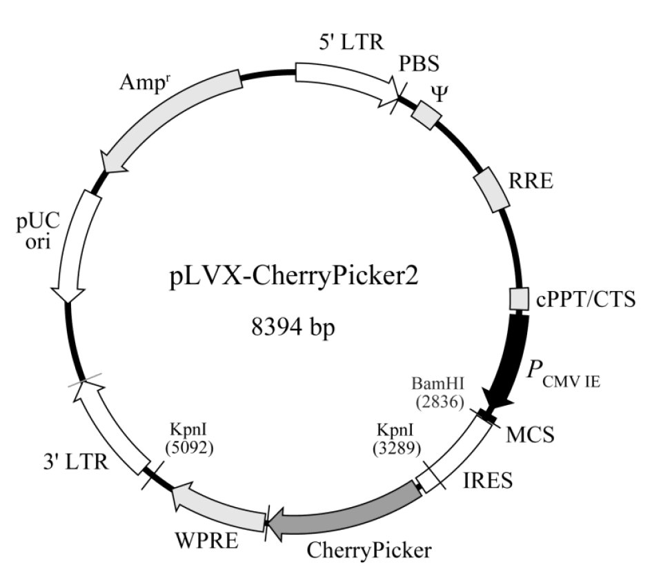 pLVX-CherryPicker2載體圖譜