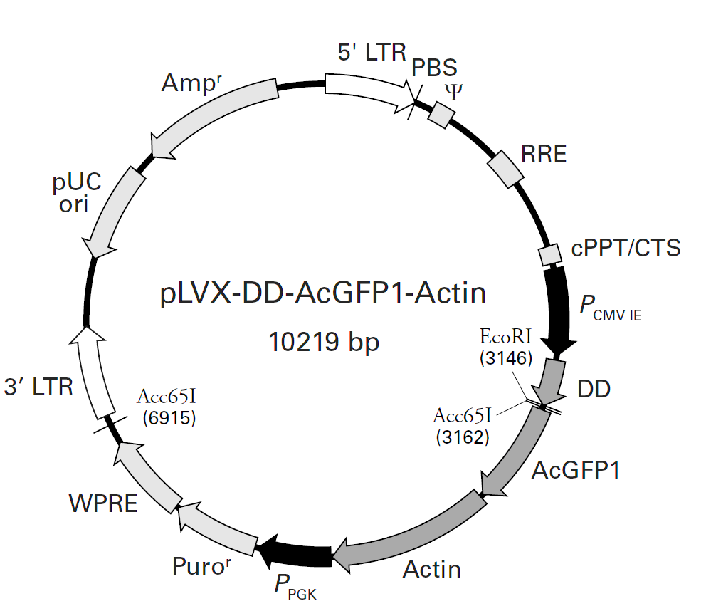 pLVX-DD-AcGFP1-Actin载体图谱