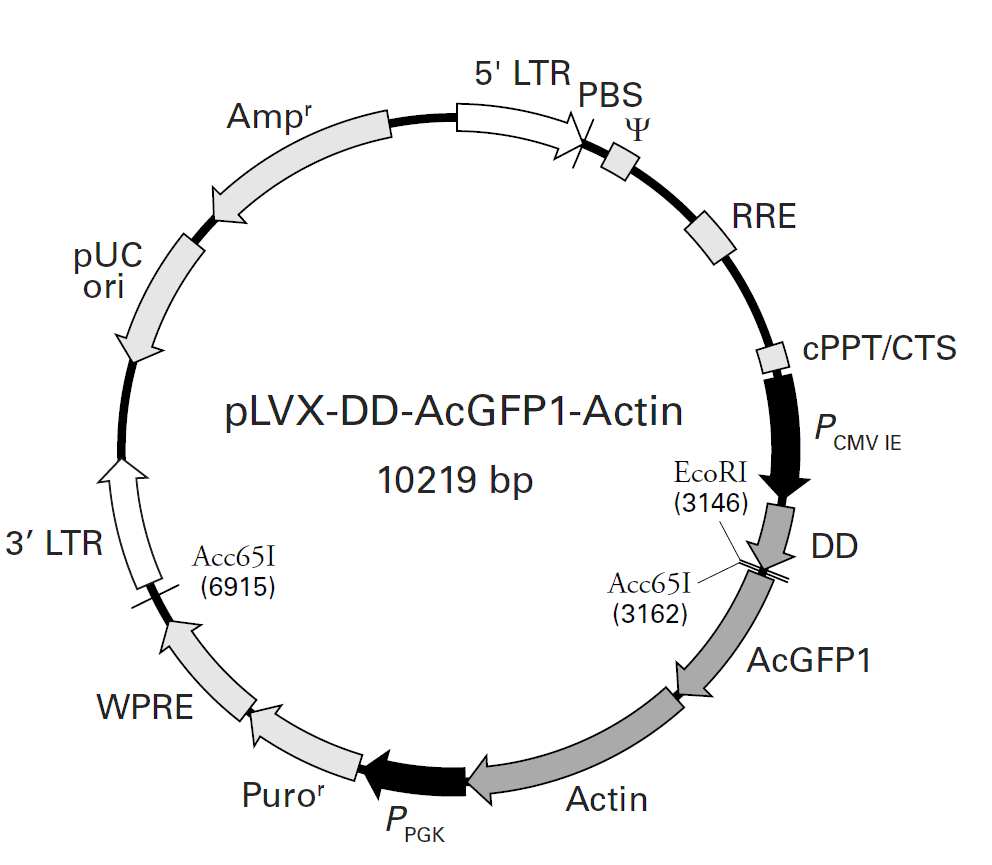 pLVX-DD-AcGFP1-Actin載體圖譜