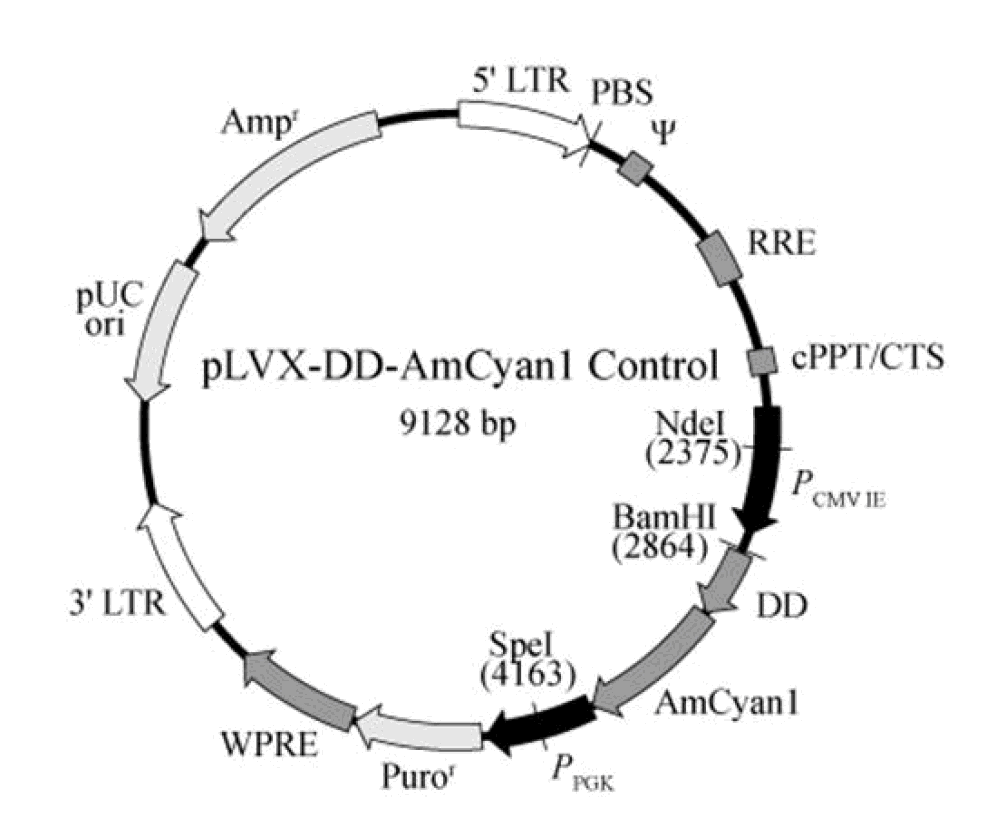 pLVX-DD-AmCyan1 Control载体图谱