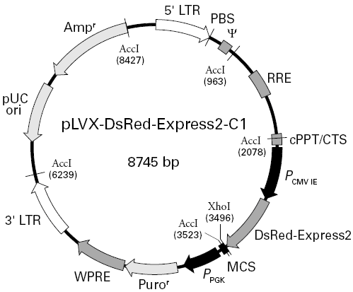 pLVX-DsRed-Express2-C1载体图谱
