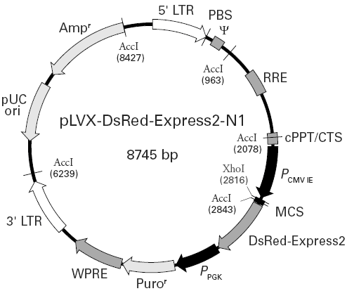 pLVX-DsRed-Express2-N1载体图谱