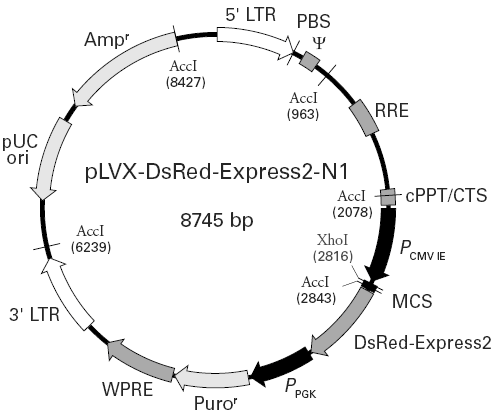 pLVX-DsRed-Express2-N1載體圖譜