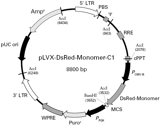 pLVX-DsRed-Monomer-C1載體圖譜