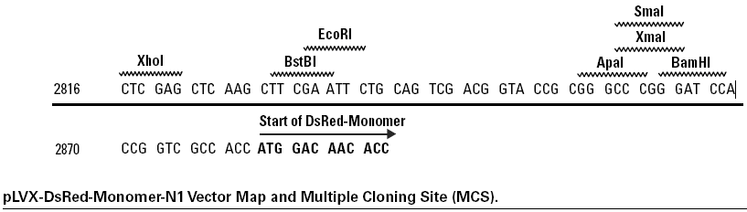 pLVX-DsRed-Monomer-N1多克隆位点